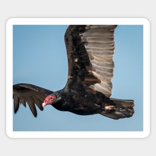Turkey Vulture Up Close Sticker